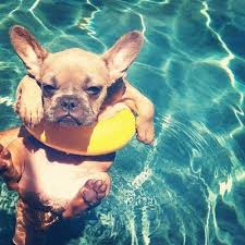 where does the dog days of summer come from