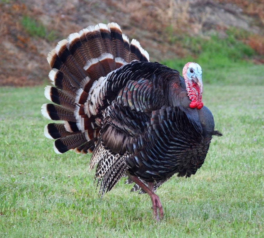 Why Is Turkey Traditional Christmas Dinner