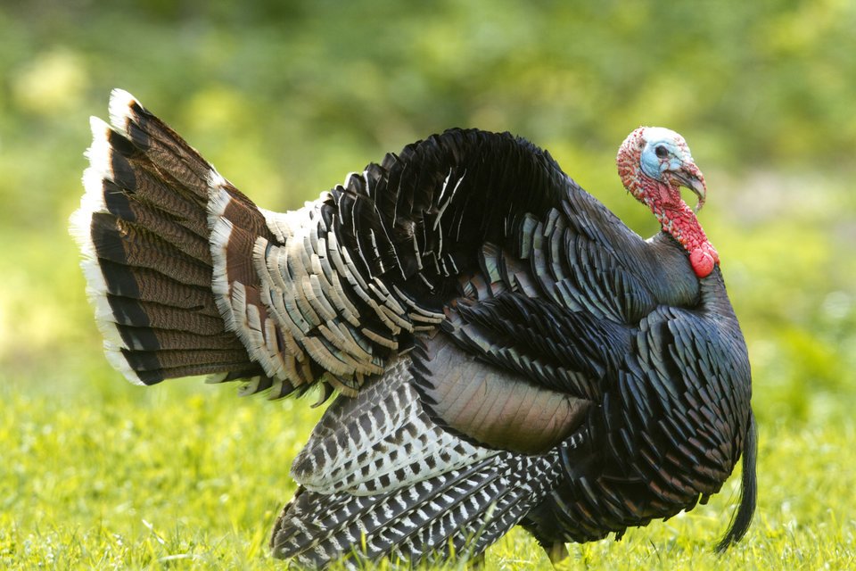 Turkeys and Thanksgiving