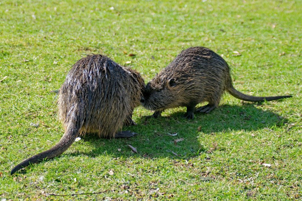 Muskrat Facts Wilstar muskrat-facts-wilstar