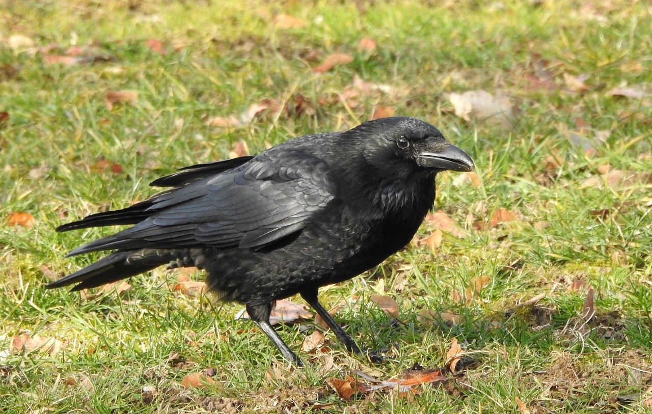 Crow Funeral - What Is it? | Wilstar Science