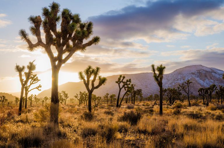 joshua-tree-forest-547555823-586ee0635f9b584db3f24515