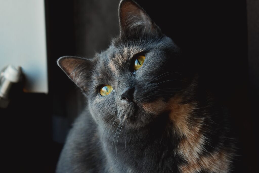 dark grey cat