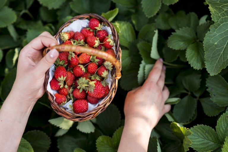 close-up-hands-holding-fruits-basket